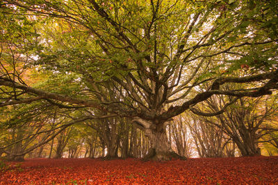 Trees in forest during autumn