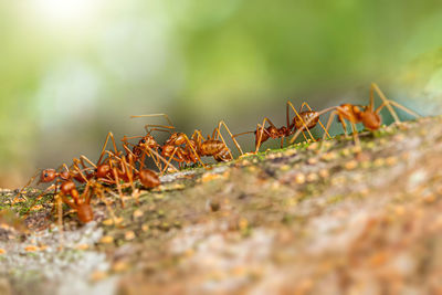 Fire ant on branch in nature ,selection focus only on some points in the image.