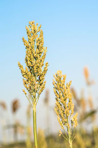 Close-up of flowering plant against clear sky