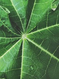 Full frame shot of green leaves