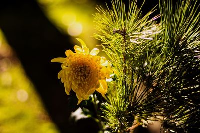 Close-up of yellow flower against blurred background