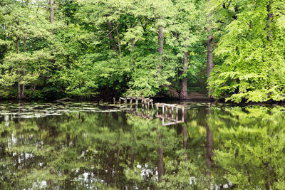 Scenic view of lake in forest