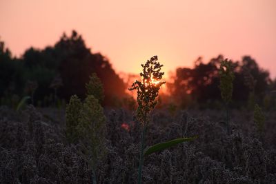 Plants growing on field against sky during sunset