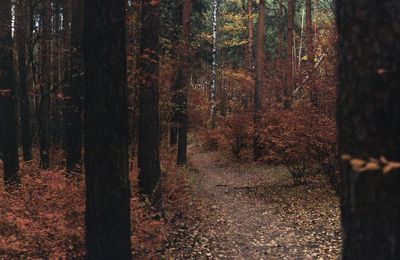 Trees in forest