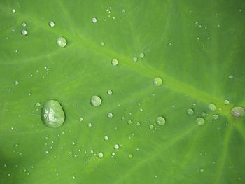 Raindrops on green leaves