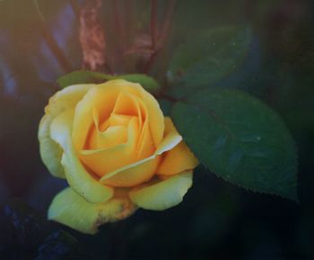 Close-up of yellow flowers