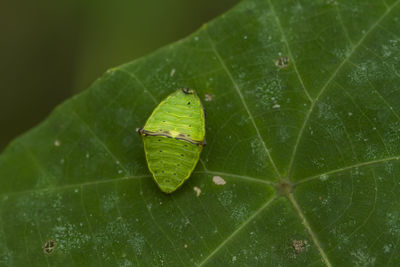 Caterpillar on leaf