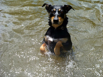 Portrait of dog in water