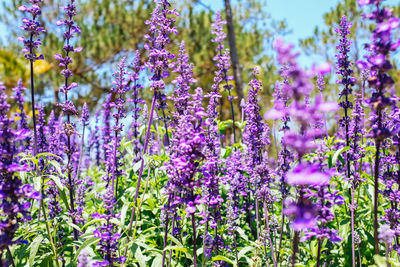 Close-up of lavender flowers blooming on field