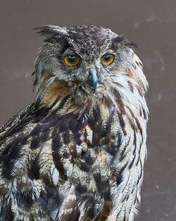 Portrait of eagle owl