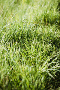 Full frame shot of fresh green field