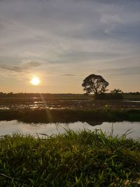 sunlight