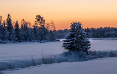 Pine trees on snow covered field against sky during sunset