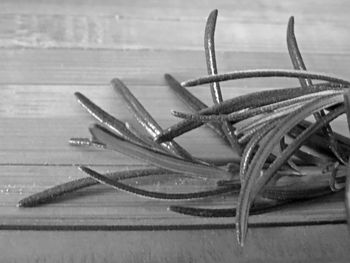 Close-up of lizard on table