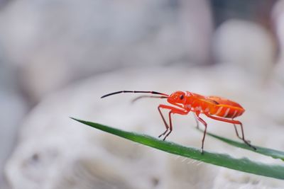 Close-up of insect on leaf