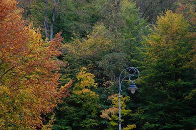 Trees in forest during autumn