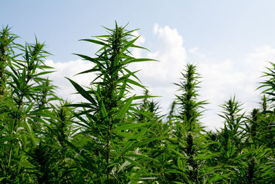 Close-up of fresh green plants on field against sky