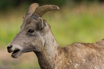 Close-up of horse