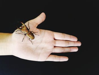 Close-up of insect on hand against black background