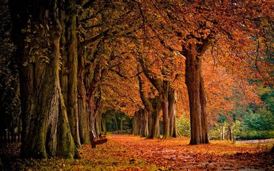 Trees in park during autumn