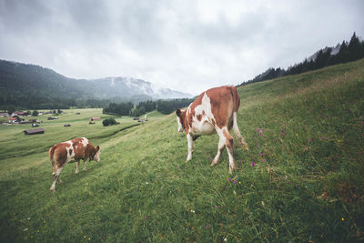 Horses in a field