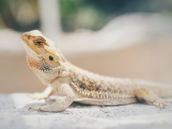 Close-up of lizard