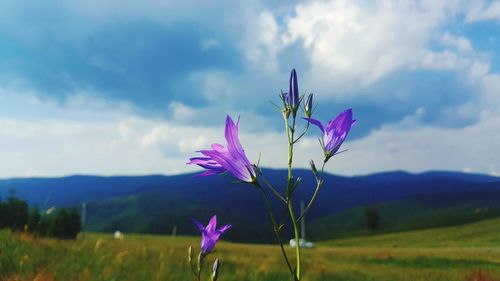 Close-up of purple crocus flowers on field against sky