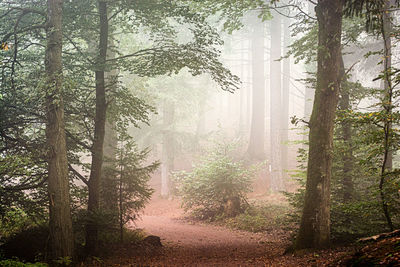 Pine trees in forest during foggy weather