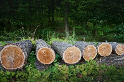 Stack of logs in forest