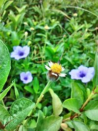 Close-up of honey bee on flower