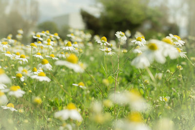Close-up of yellow flowers blooming in field