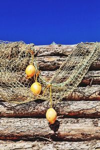 Fruits hanging on tree against clear blue sky