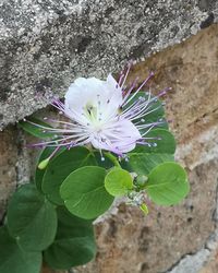 High angle view of purple flowering plant