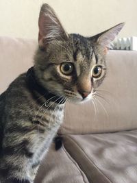 Close-up portrait of cat on sofa