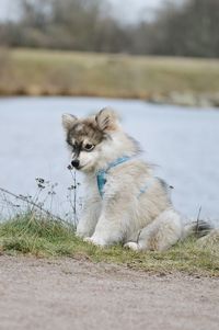 View of a puppy dog smelling flower