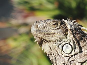 Close-up of a lizard