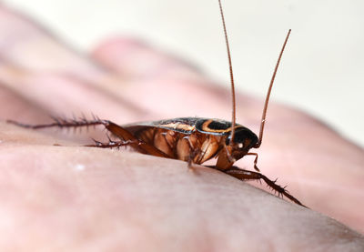 Close-up of insect