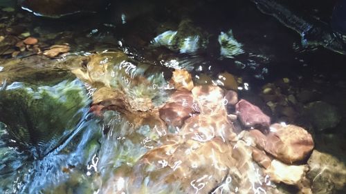 High angle view of turtle in water