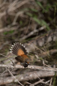 Close-up of butterfly on dry leaf