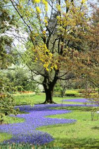 Trees in park