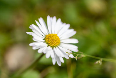 Close-up of white daisy flower