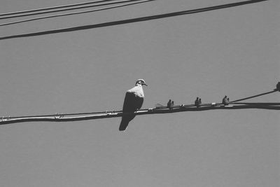 Low angle view of bird perching on cable against sky