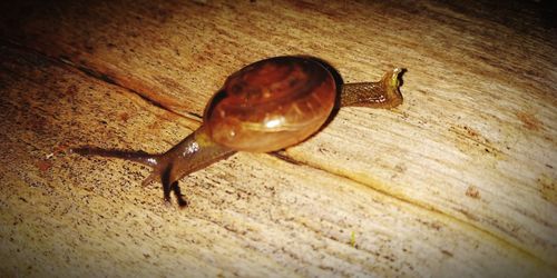 Close-up of snail on wooden table