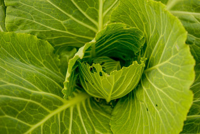 Close-up of green leaves