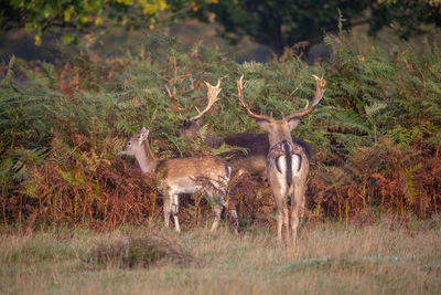 Deer standing in a forest