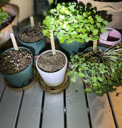 High angle view of potted plants on table