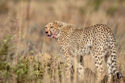 Side view of a cat