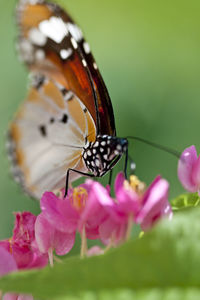 Close-up of butterfly perching on flower