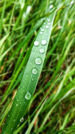 Close-up of raindrops on grass