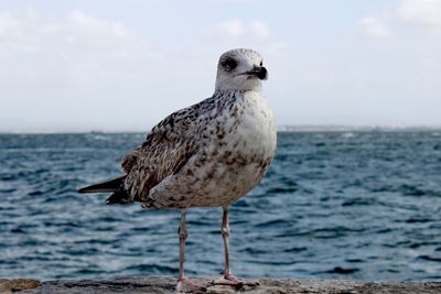 Close-up of seagull perching on the beach